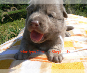 German Shepherd Dog Puppy for Sale in PIEDMONT, Missouri USA