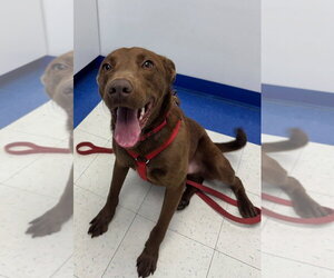 Sable - Male Labralas Dog for Adoption - Photo #7