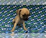 Small Chihuahua Mix
