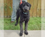 Small #3 Mutt