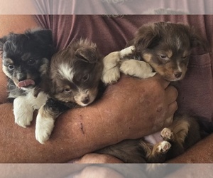 Miniature Australian Shepherd Puppy for sale in SHALLOWATER, TX, USA