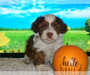 Havanese Puppy for sale in WEST CONCORD, MN, USA