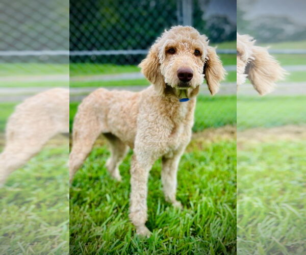Medium Photo #2 Poodle (Standard)-Unknown Mix Puppy For Sale in Pacolet, SC, USA