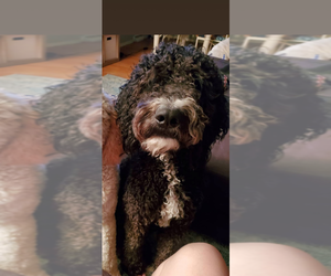 Mother of the Goldendoodle puppies born on 01/16/2025