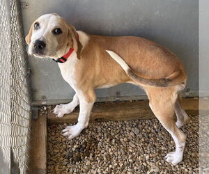 Mutt Dogs for adoption in Sterling, MA, USA