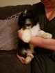 Small Photo #1 Sheepadoodle Puppy For Sale in TIERRA BUENA, CA, USA