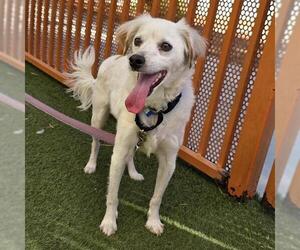 Mutt Dogs for adoption in Las Vegas, NV, USA