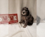 Small Photo #24 Goldendoodle-Sheepadoodle Mix Puppy For Sale in ROCHESTER, NY, USA
