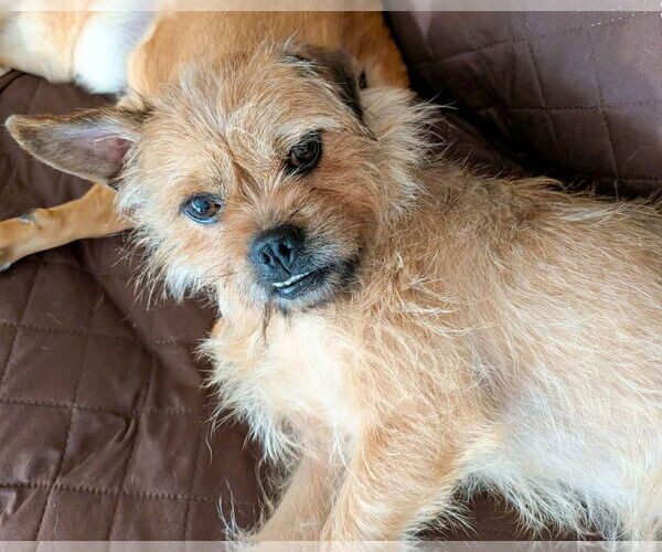 Medium Photo #5 Mutt Puppy For Sale in Corona, CA, USA