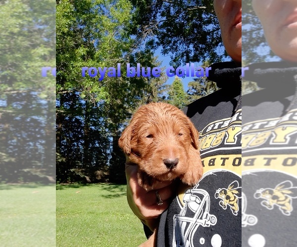 Medium Photo #1 Lab-Pointer-Poodle (Standard) Mix Puppy For Sale in PORTAGE, OH, USA