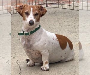 Dachshund Dogs for adoption in Los Angeles, CA, USA