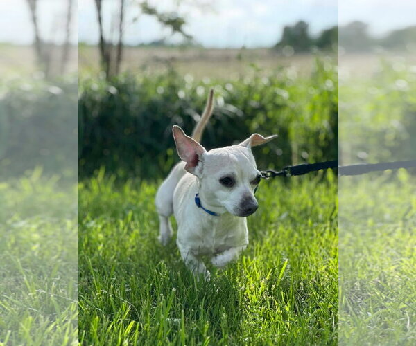 Medium Photo #2 Chihuahua-Unknown Mix Puppy For Sale in Germantown, OH, USA
