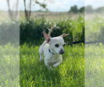 Small #1 Chihuahua Mix