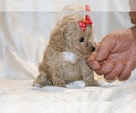 Small #2 Poodle (Toy)