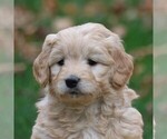 Small Photo #1 Goldendoodle-Poodle (Miniature) Mix Puppy For Sale in NEWMANSTOWN, PA, USA
