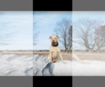 Small Photo #1 American Pit Bull Terrier Puppy For Sale in HERSEY, MI, USA