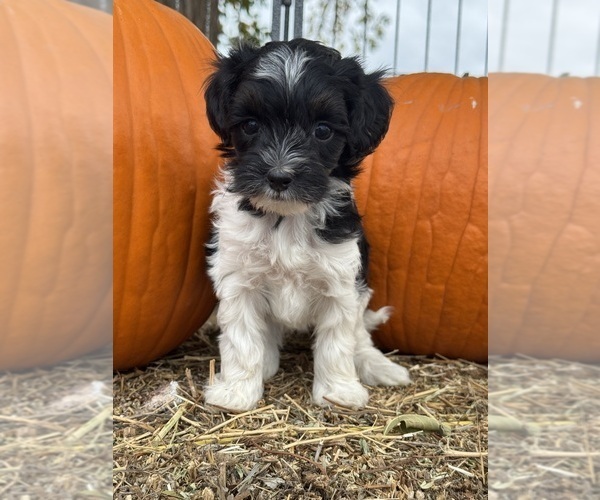 Medium Photo #4 Bernedoodle (Miniature) Puppy For Sale in LONGMONT, CO, USA