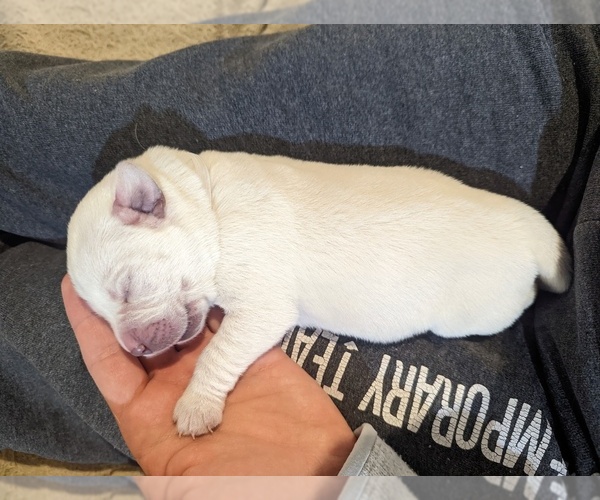 Medium Photo #14 Labrador Retriever Puppy For Sale in LOGAN, UT, USA
