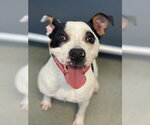 Small #1 Mutt