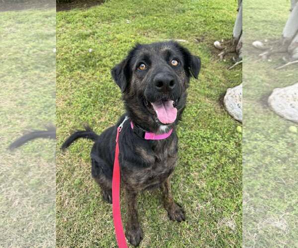 Medium Photo #9 Labrador Retriever-Unknown Mix Puppy For Sale in San Diego, CA, USA