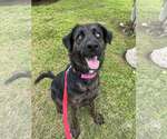 Small #8 Labrador Retriever Mix