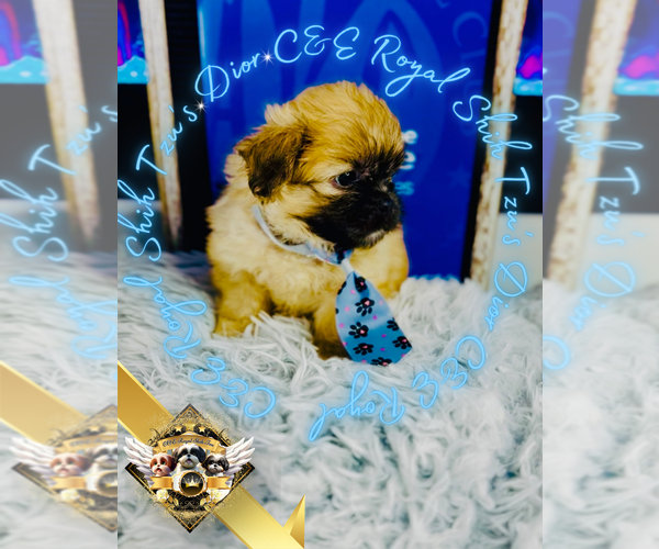 Medium Photo #3 Shih Tzu Puppy For Sale in ATHENS, GA, USA