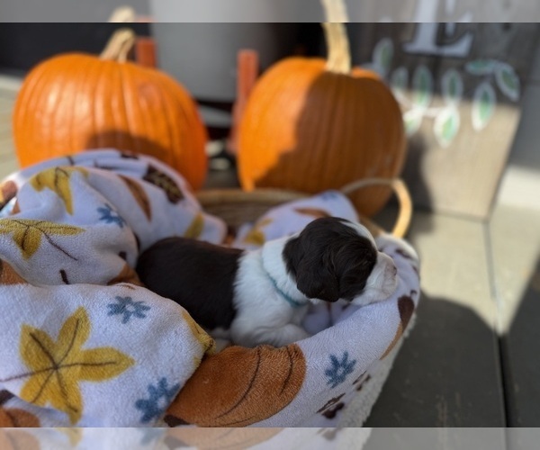 Medium Photo #7 English Springer Spaniel Puppy For Sale in SHERMAN, TX, USA