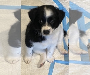 Border Collie Puppy for sale in PORTLAND, TN, USA