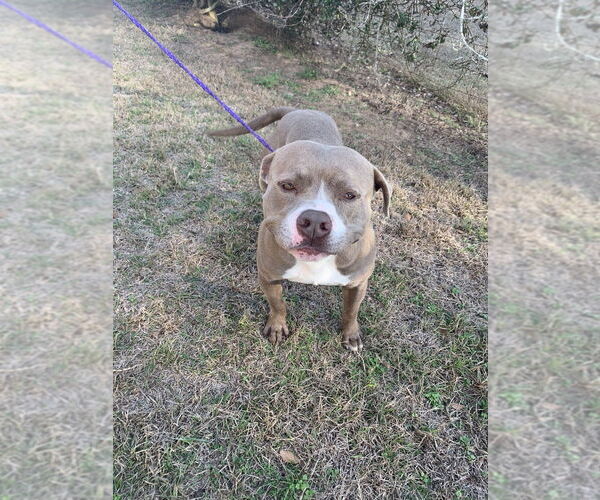 Medium Photo #2 American Staffordshire Terrier-Staffordshire Bull Terrier Mix Puppy For Sale in Brewster, NY, USA