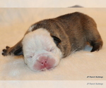 Small Photo #7 English Bulldog Puppy For Sale in WINNSBORO, TX, USA