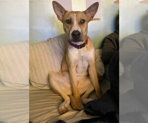 Aggie - Female American Pit Bull Terrier-Siberian Husky Mix Dog for Adoption - Photo #2