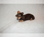 Small Photo #10 Dachshund Puppy For Sale in BENTON, AR, USA