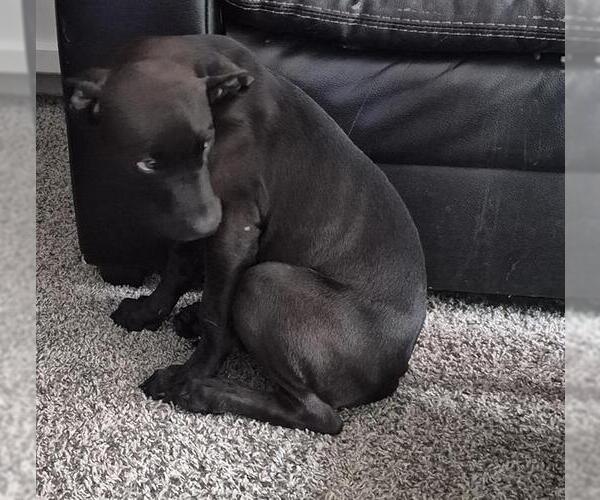 Medium Photo #1 Labrador Retriever-Unknown Mix Puppy For Sale in San Antonio, TX, USA