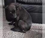 Small Labrador Retriever Mix