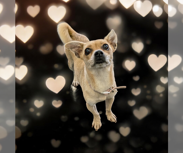 Medium Photo #5 Chihuahua Puppy For Sale in Vail, AZ, USA