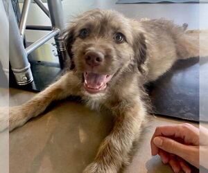 American Pit Bull Terrier-Australian Shepherd Mix Dogs for adoption in GILBERTS, IL, USA
