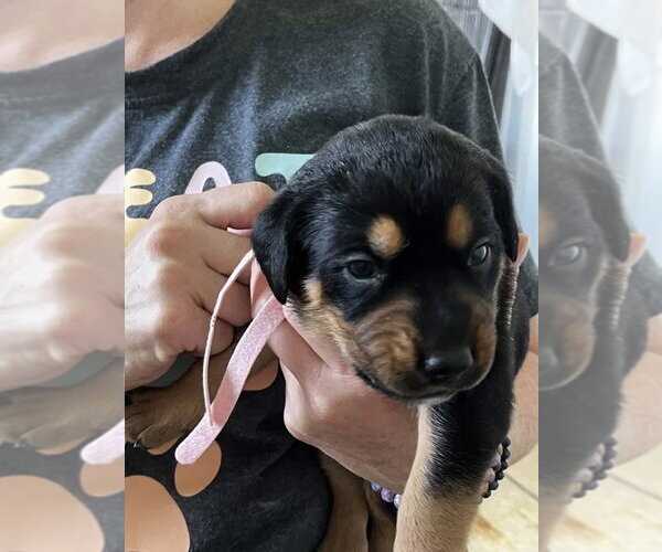 Medium Photo #3 Black and Tan Coonhound-Rottweiler Mix Puppy For Sale in Mooresville, NC, USA