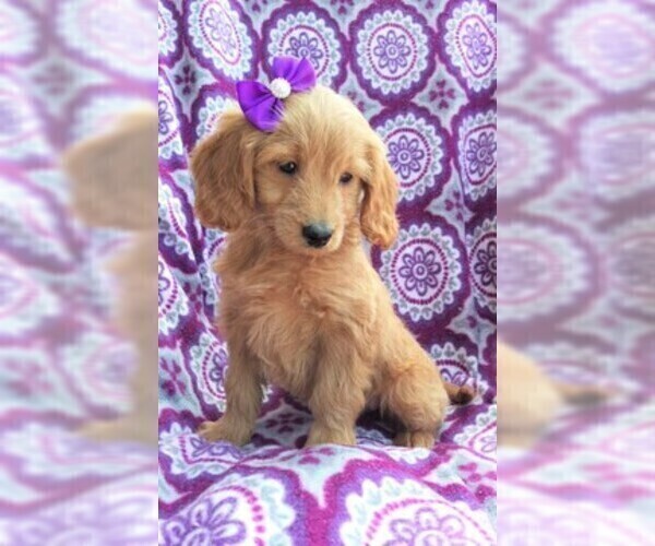 Medium Photo #7 Goldendoodle Puppy For Sale in LANCASTER, PA, USA
