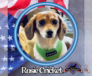 Dachshund-Unknown Mix Dogs for adoption in San Antonio, TX, USA