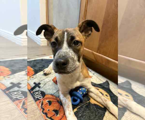 Medium Photo #1 Mutt Puppy For Sale in Sandy, UT, USA