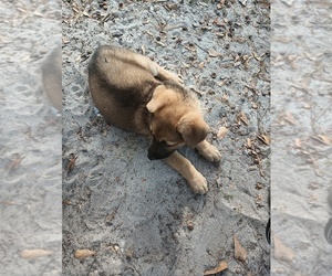 German Shepherd Dog Puppy for sale in BYRON, GA, USA