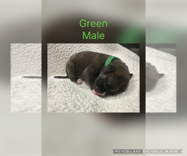 Medium Photo #9 Boxer Puppy For Sale in RALEIGH, NC, USA