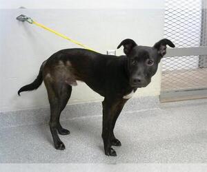 American Pit Bull Terrier-Unknown Mix Dogs for adoption in Pasadena, TX, USA