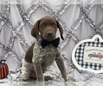 Small German Shorthaired Pointer