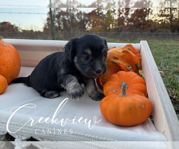 Medium Photo #3 Havanese Puppy For Sale in NIANGUA, MO, USA