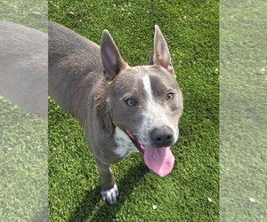 Mutt Dogs for adoption in Salt Lake City, UT, USA