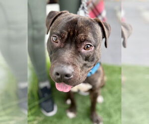 American Staffordshire Terrier-Unknown Mix Dogs for adoption in Lake Forest, CA, USA