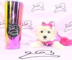 Small Photo #7 Mal-Shi Puppy For Sale in LAS VEGAS, NV, USA