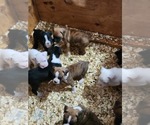 Small #10 Boxer