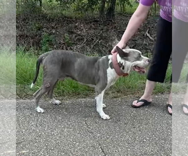 Medium Photo #1 American Pit Bull Terrier-Unknown Mix Puppy For Sale in New Orleans, LA, USA